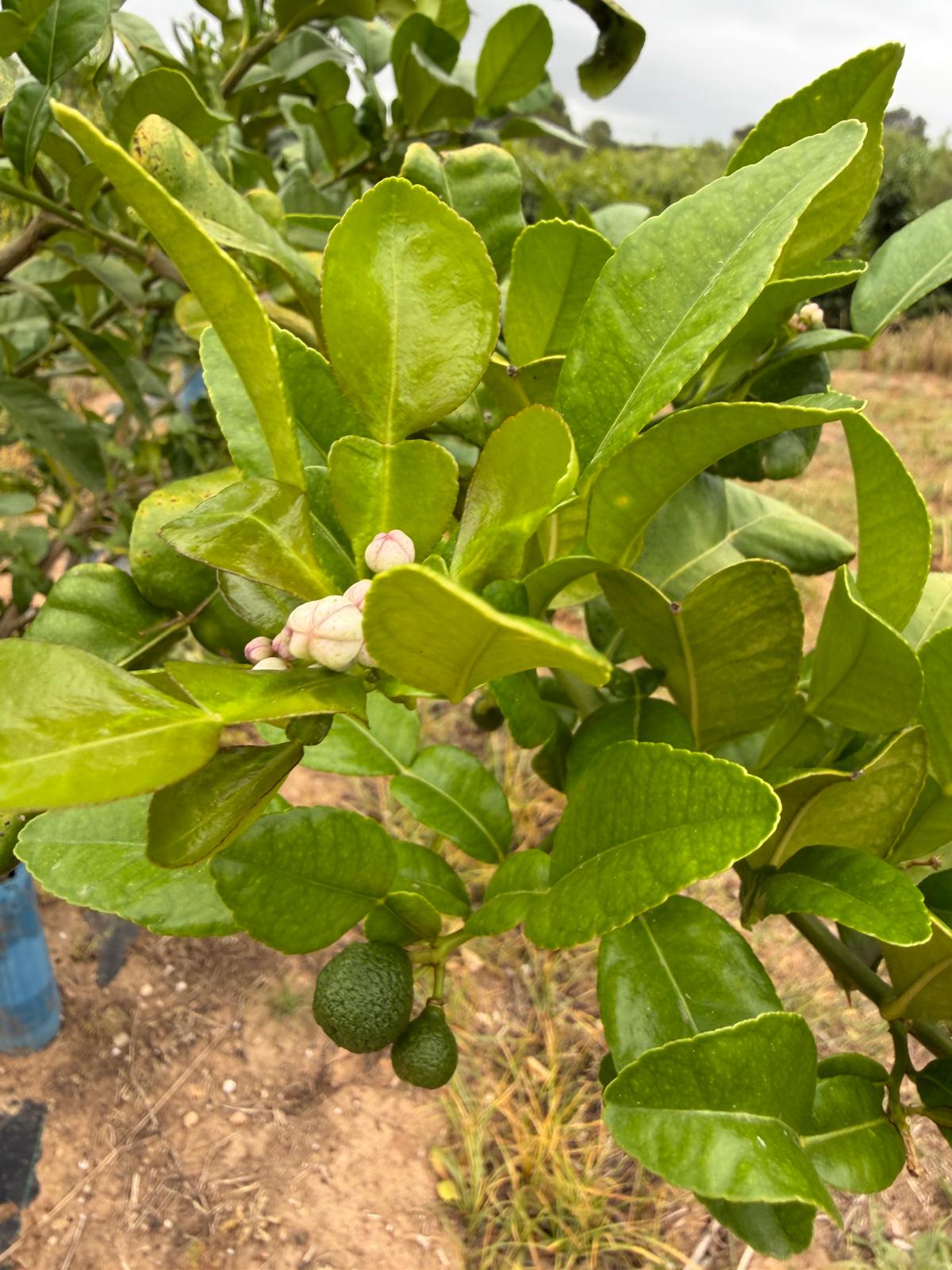 Lima Kaffir creciendo entre las hojas características del árbol, fotografía real de la finca