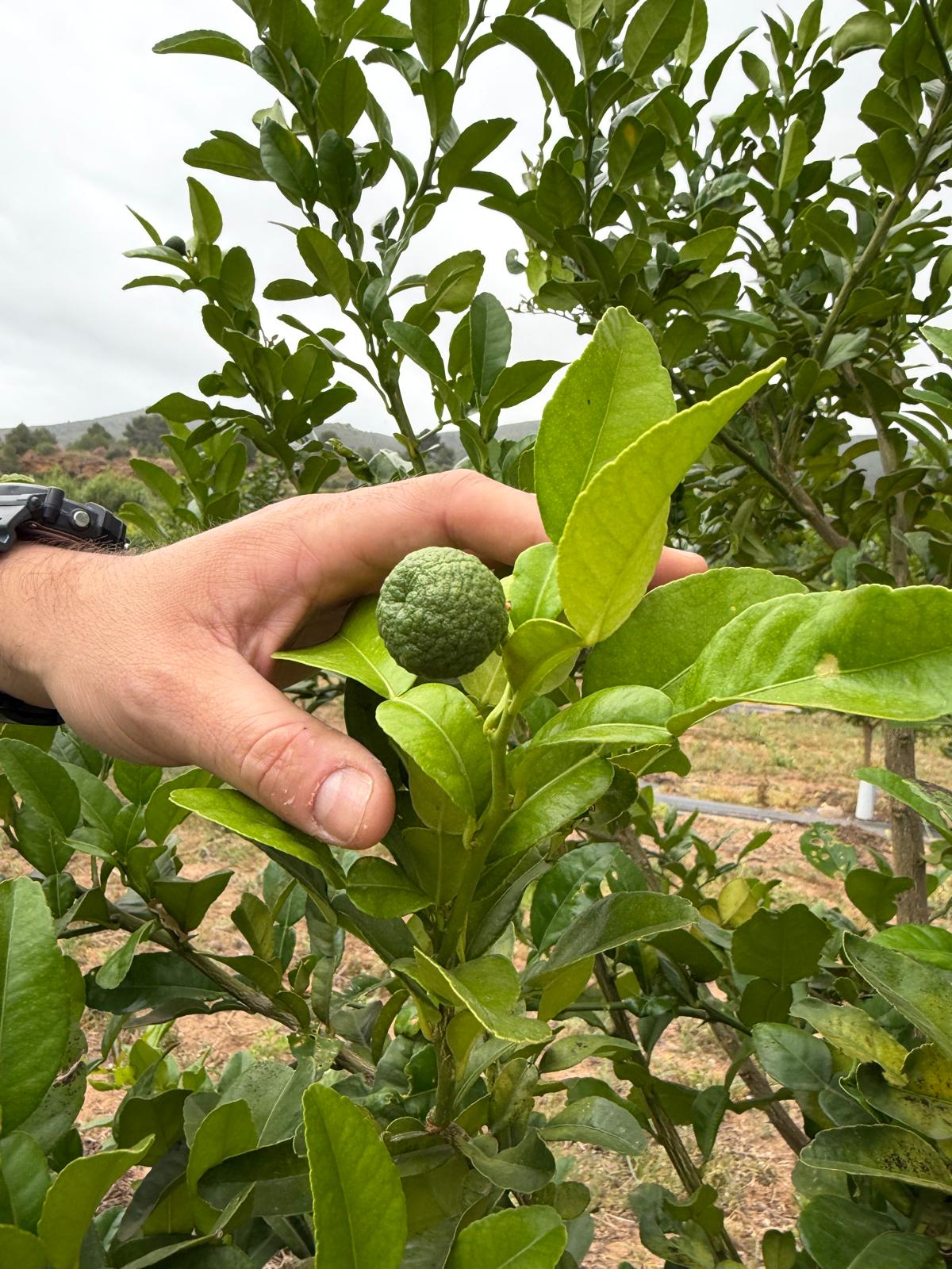 Mano sujetando una rama con Lima Kaffir creciendo en la finca de Campos de Azahar en Valencia