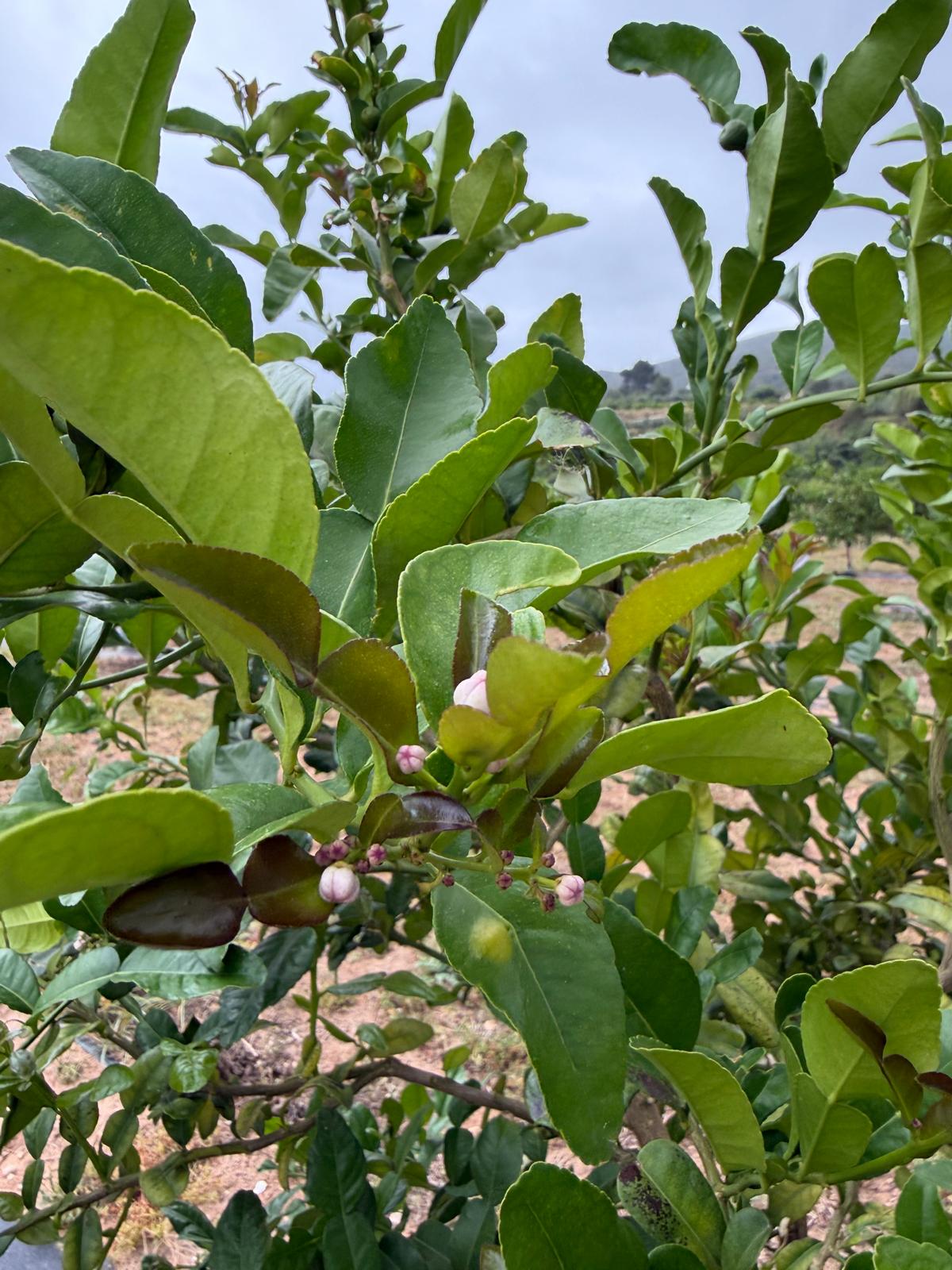 Floración de la Lima Kaffir en la finca