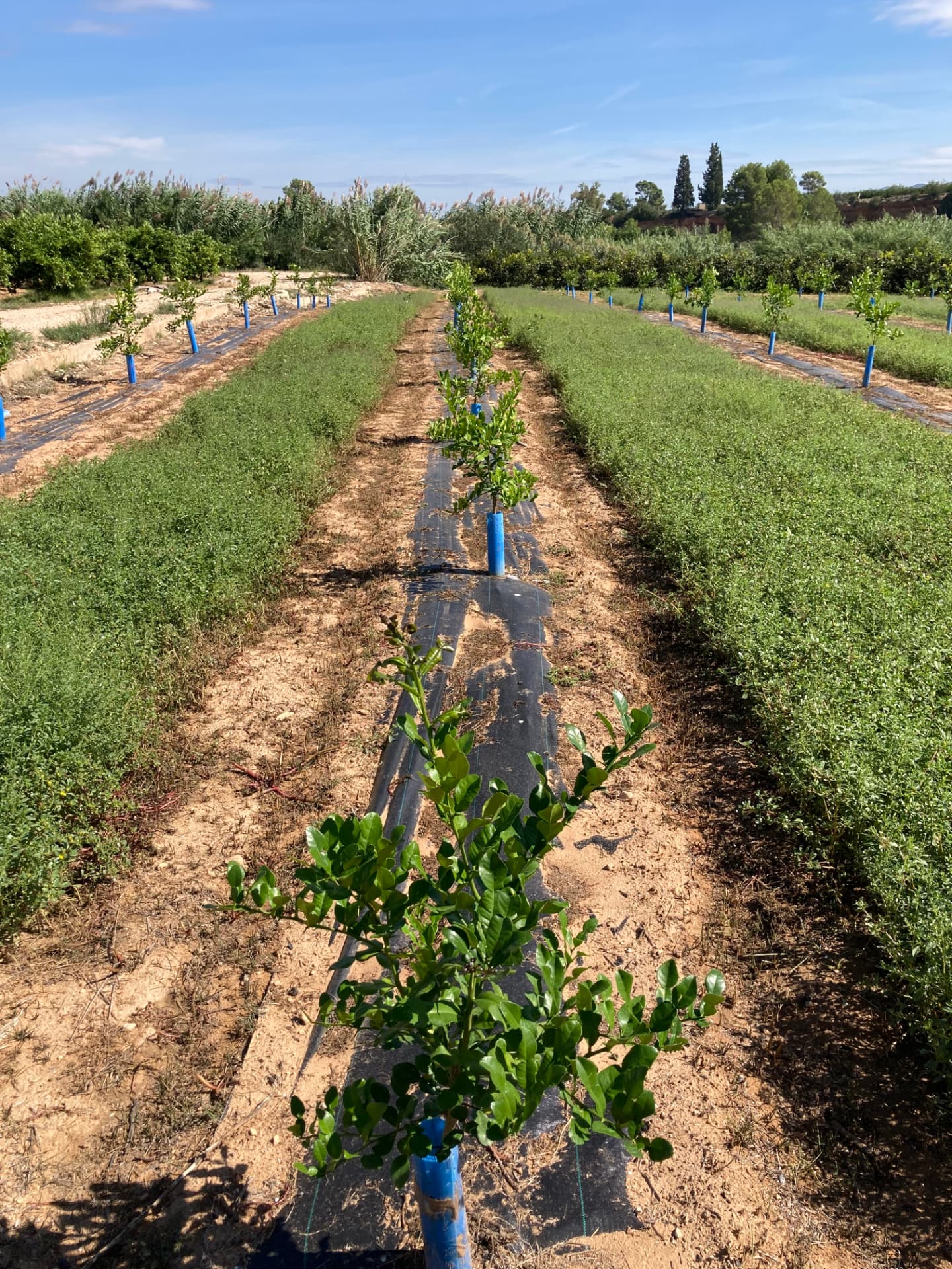 Plantación propia de Lima Kaffir en Valencia, líneas de árboles jóvenes
