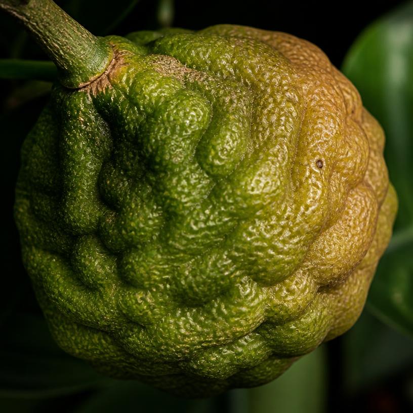 Maduración progresiva — Citrus hystrix