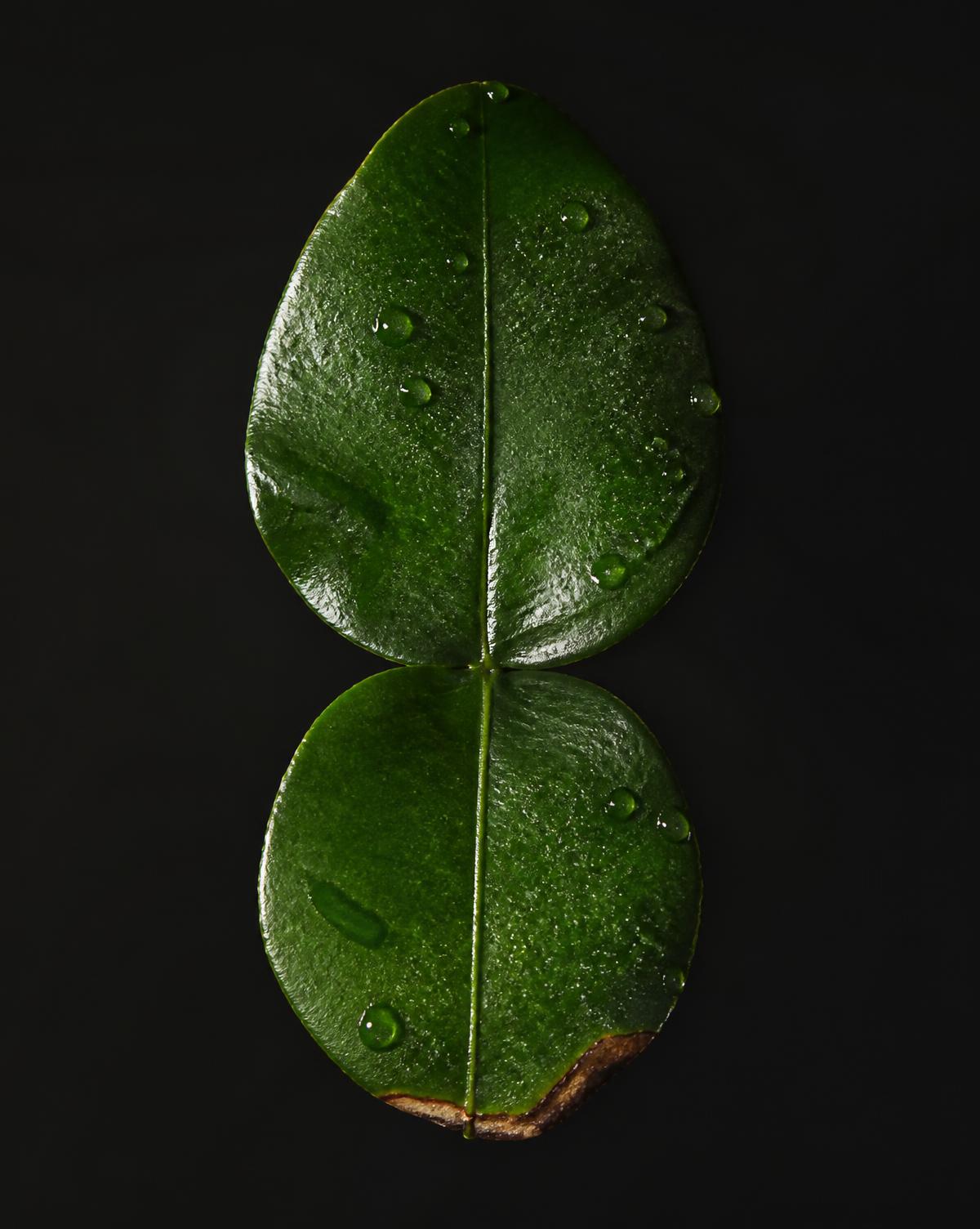 Macro de una hoja bilobulada de Lima Kaffir