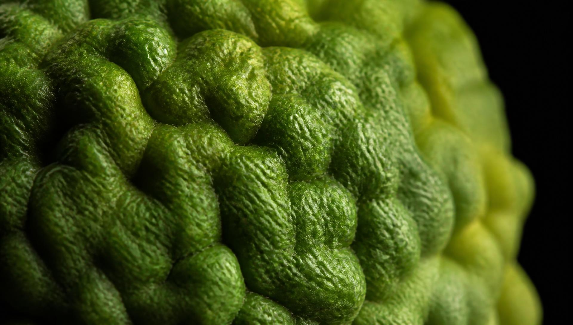 Ampliación extrema de la piel rugosa de la Lima Kaffir: poros, depresiones e irregularidades naturales